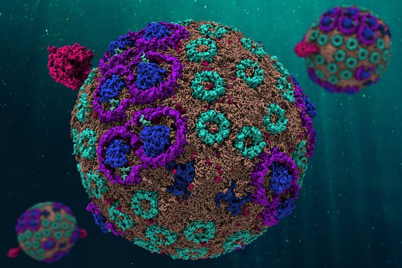 The model of the chromatophore is spherically round, scientists used computers with an enormous capacity to develop it. The simulation behaves in exactly the same way as its counterpart in nature. 