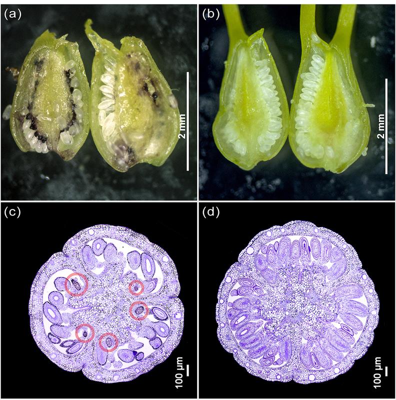 Die Abbildung zeigt kontrastierende Phänotypen, auf denen die Studie basiert. Abbildung A und C zeigen den Längs- und Querschnitt eines Blütenstempels mit dunklen Drüsenzellen.