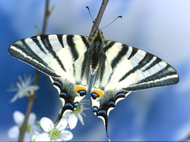 In der aktuellen Roten Liste der Tagfalter ist der Segelfalter (Iphiclides podalirius) als gefährdet eingestuft. 