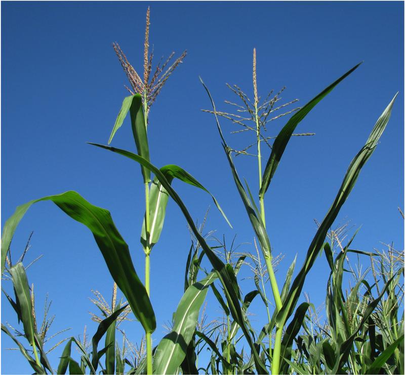 Maissorten mit verschiedenen Blattstellungen: Für die landwirtschaftliche Nutzung ist dies ein wichtiges Merkmal, nach dem selektiert wird, um Pflanzdichte und Ertrag zu steigern..