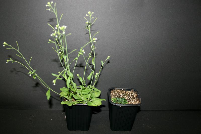 Arabidopsis-Pflanzen in der Wachstumskammer.