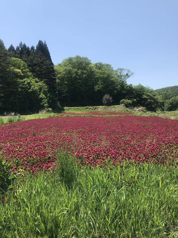 Overview of a decontaminated area used for flower recultivation experiments