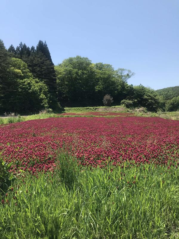 Overview of a decontaminated area used for flower recultivation experiments