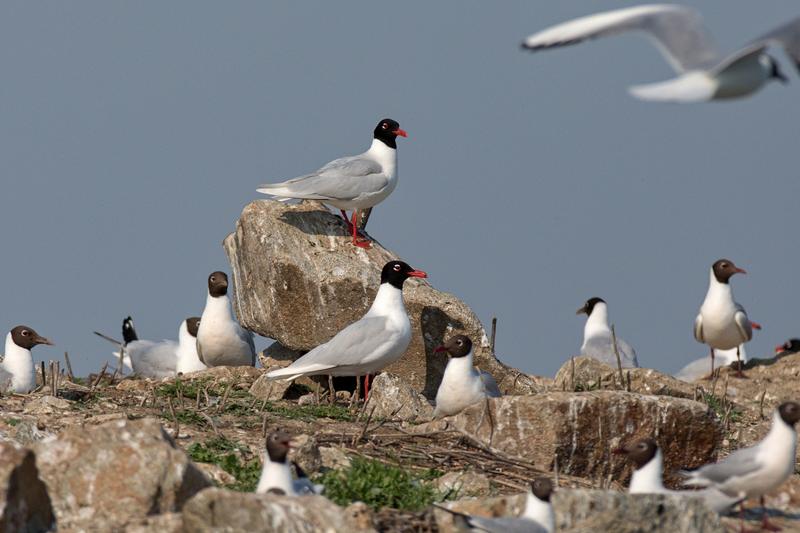 Die seltene Schwarzkopfmöwe war die Hauptzielart des Projektes. Sie brütet in der Slowakei fast ausschließlich auf der Vogelinsel im Gabčíkovo-Stausee der Donau.