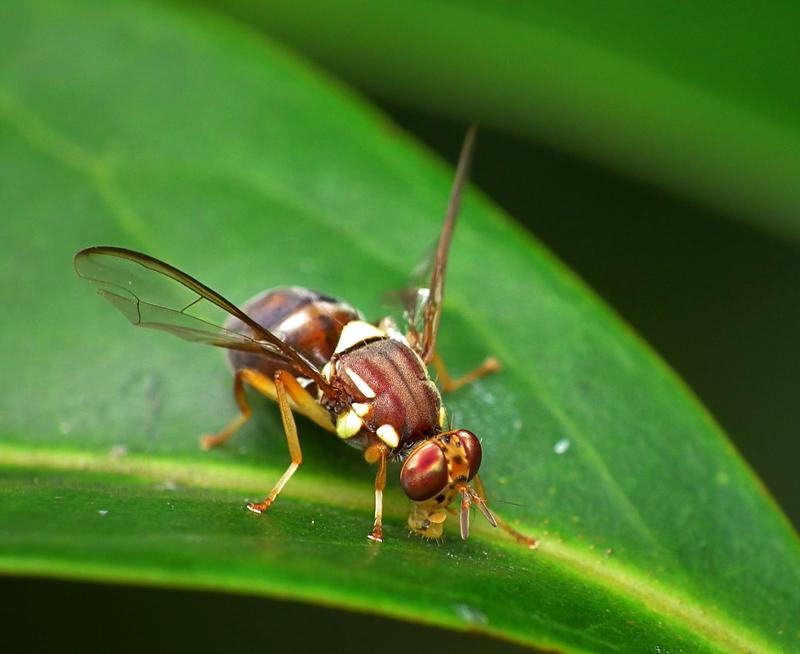 Die Queensland-Fruchtfliege (Bactrocera tryoni) ist einer der gefürchtetsten Schädlinge im australischen Obstanbau.