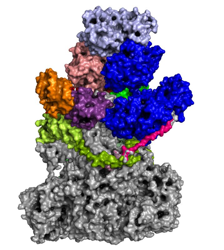 Struktur der RNA-Polymerase von Vaccinia-Viren