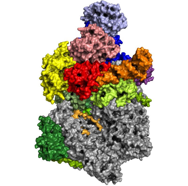 Struktur der RNA-Polymerase von Vaccinia-Viren