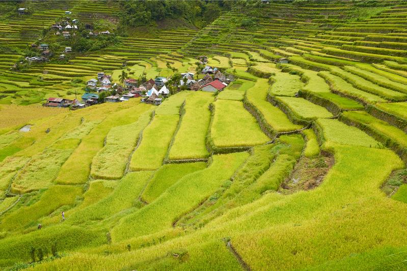 Reisterrassen von Batad – eine Weltkulturerbe-Landschaft im Norden der Philippinen. Eine weitere nachhaltige Nutzung trägt zum Erhalt der Agrobiodiversität bei und zum Schutz artenreicher Bergwälder 