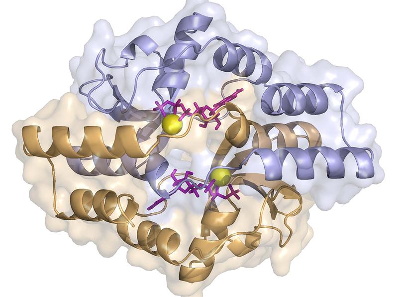 Das Schemabild zeigt die dreidimensionale Gestalt eines Proteins der ParB-Familie. (vollst. BU: <www.uni-marburg.de>)