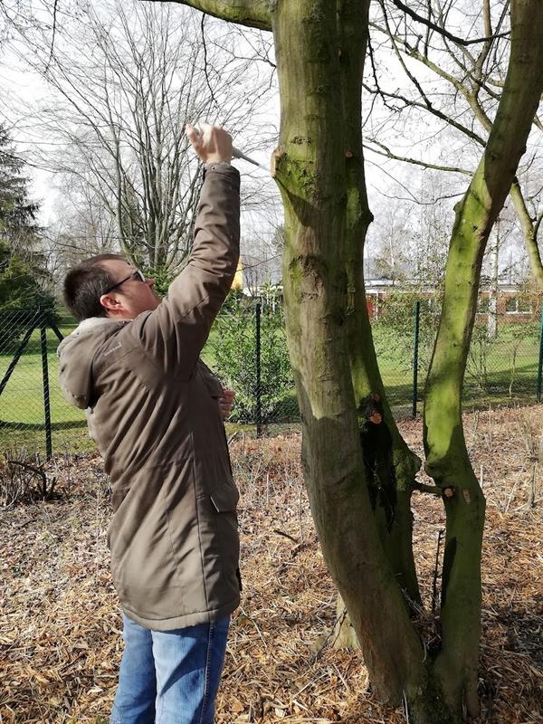 Dr. Andrey Yurkov sampling from tree sap