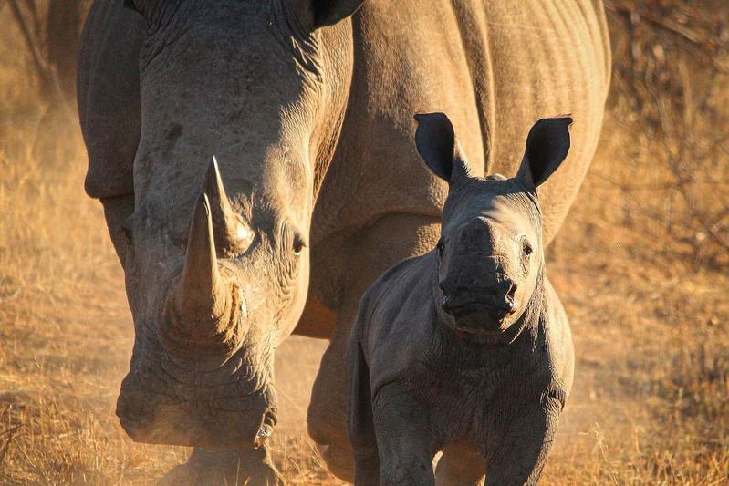 Tiere der untersuchten Population. 