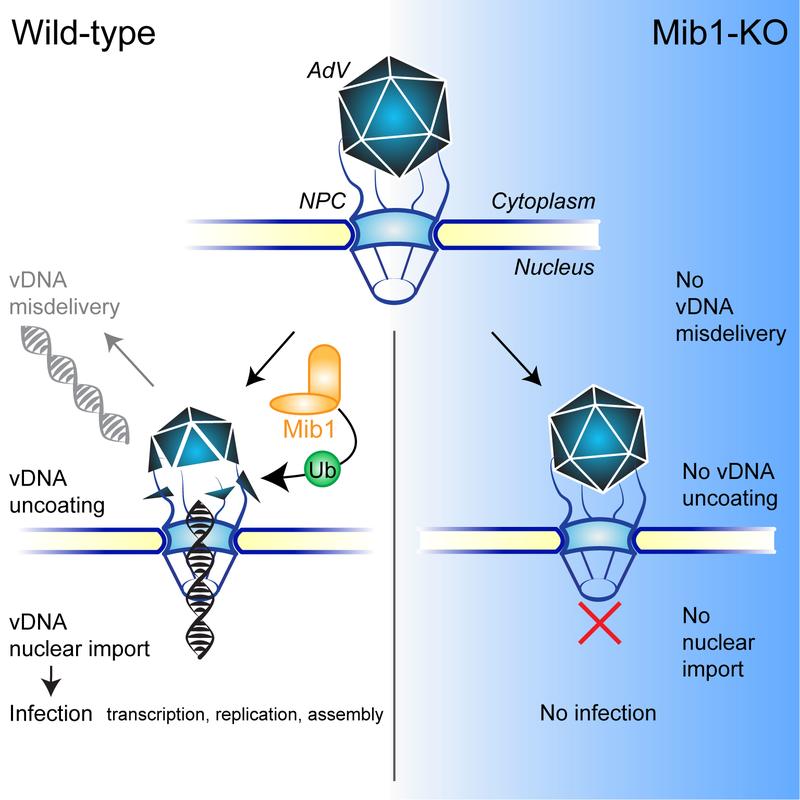 Graphical abstract