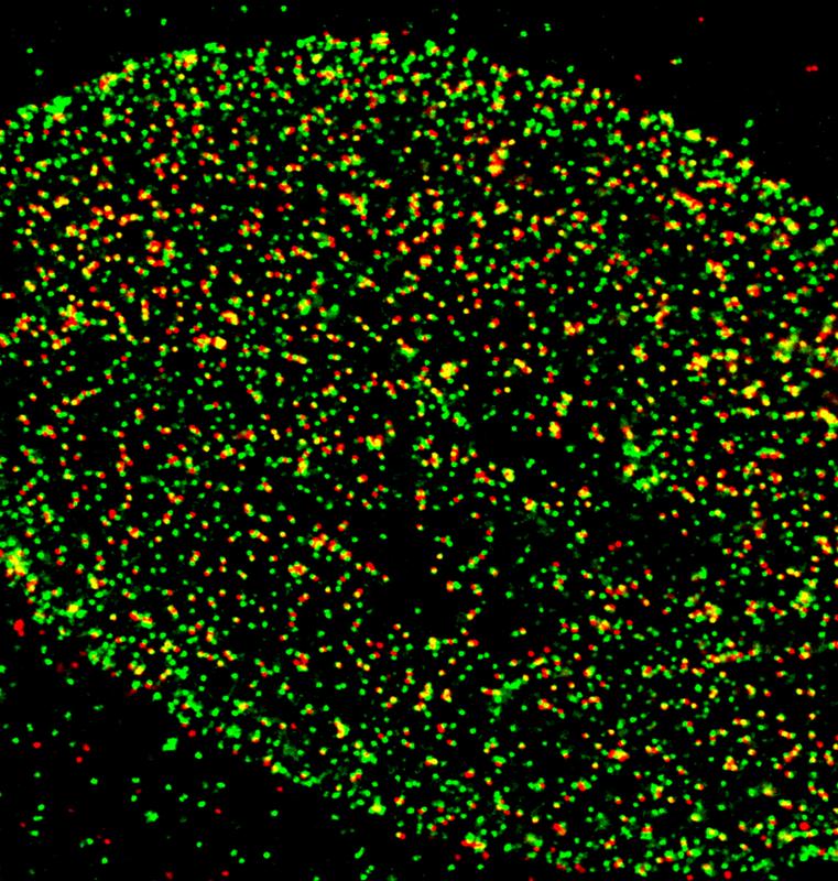 Without the signal to uncoat their DNA, the adenoviruses (red) are stopped at the nuclear pore complexes of the human cell (green).