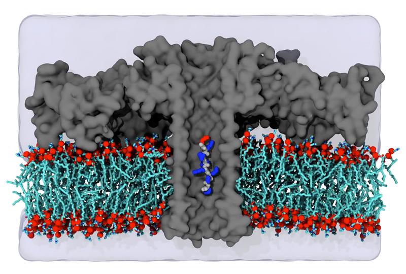 Simulation of an aerolysin channel. 