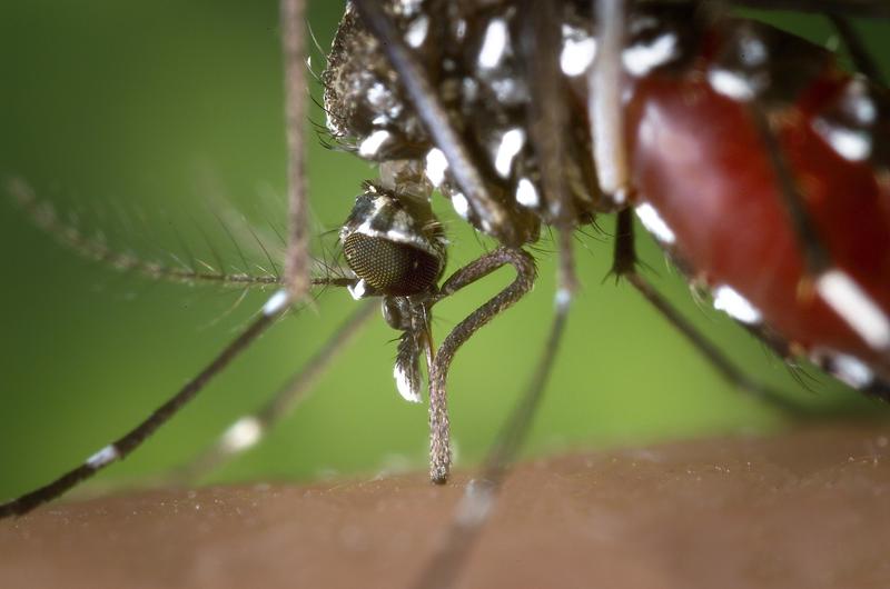 The Chikungunya virus (CHIKV) is transmitted by aedes mosquitos such as the Asian tiger mosquito (Aedes albopictus) and causes Chikungunya fever in humans. 