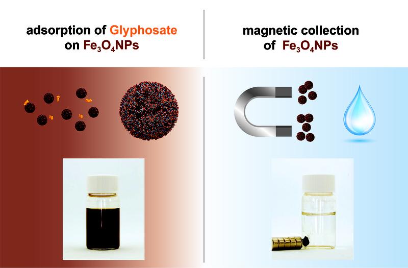 Die Methode des FAU-Teams: Das in Wasser gelöste Glyphosat wird an Eisenoxidpartikel gebunden (Mitte). Mithilfe eines Magneten wird der Glyphosat-Eisenoxid-Komplex aus dem Wasser gefiltert.