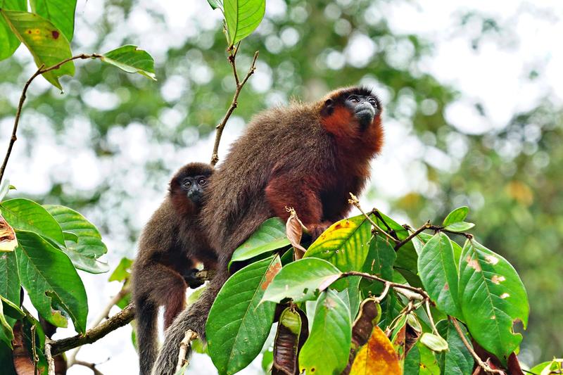 Dieser junge Rote Springaffe (Plecturocebus cupreus) profitiert von der Fürsorge seines Vaters. Bei den paarlebenden Springaffen kümmern sich hauptsächlich die Männchen um den Nachwuchs. 