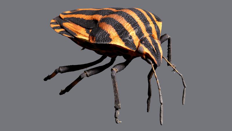 Graphosoma lineatum