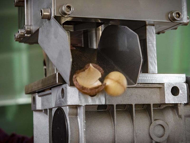 The already patented nut cracking machine with a split macadamia nut. 
