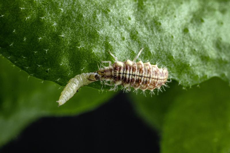 Im Würgegriff: Die Larve einer Grünen Florfliegen (Chrysoperla carnea, rechts) attackiert die Raupe einer Kohlmotte (Plutella xylostella). 