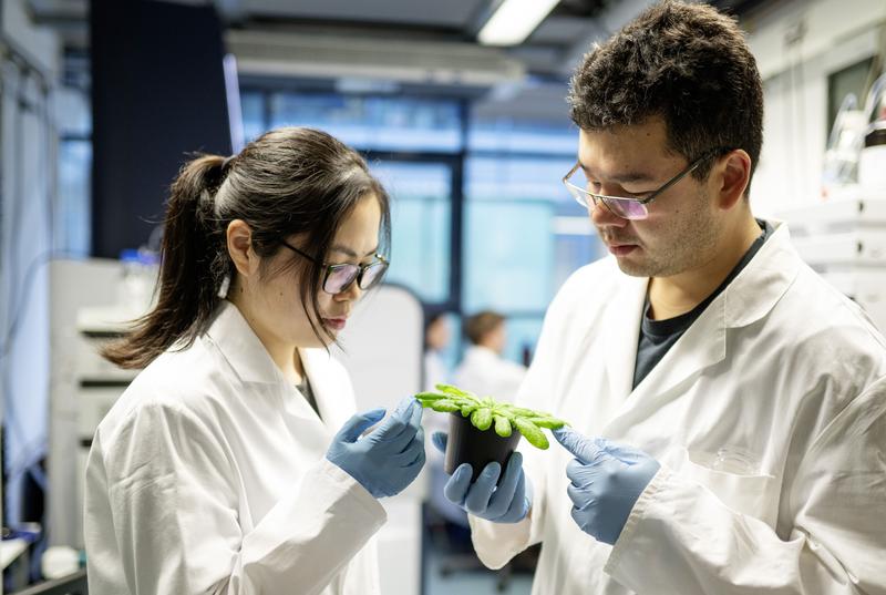 Ruo Sun und Daniel Giddings Vassão suchen eine Arabidopsis-Pflanze nach Schädlingen, den Raupen der Kohlmotte, ab. 