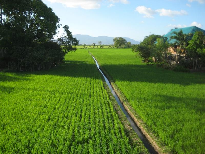 Rice field in the Philippines.