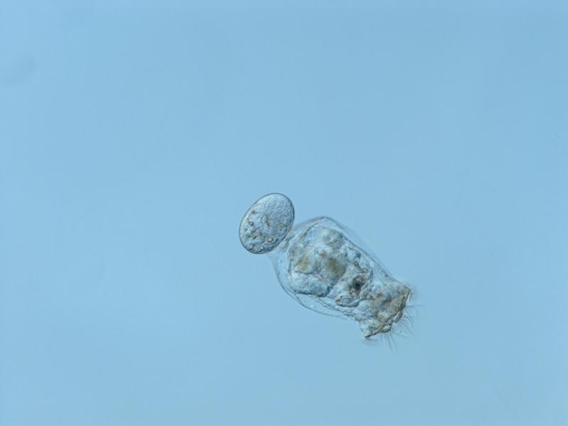 The rotifer Brachionus calyciflorus. Foto: Guntram Weithoff