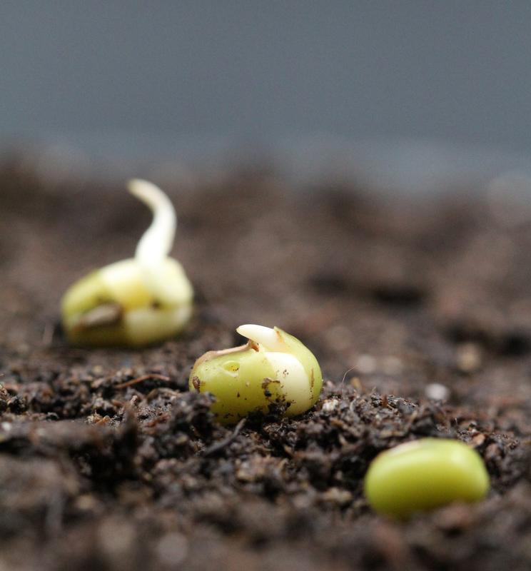 Germinating mung bean seeds 