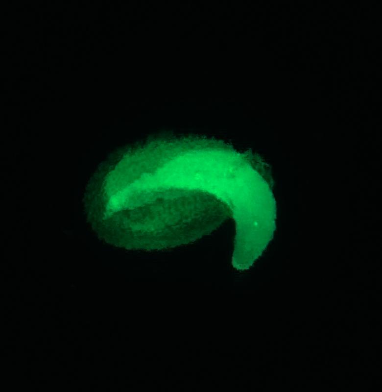 Seed germination under the fluorescence microscope 