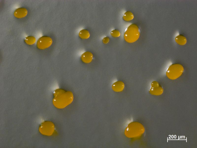 Hunderttausende Myxococcus xanthus-Zellen bilden bei Nahrungsmangel gelbe Fruchtkörper. Sie enthalten dauerhafte Sporen, die bei ausreichend Nahrung wieder als stäbchenförmigen Zellen aktiv werden. 