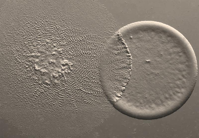 Ein Myxococcus xanthus-Schwarm (links) macht Jagd auf eine Escherichia coli-Kolonie auf einer Agarplatte. Stereomikroskopische Aufnahme 