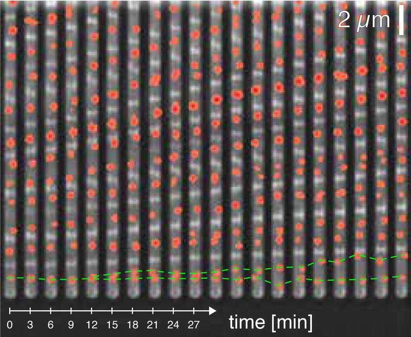 Time lapse of E. coli bacteria growing in a microfluidic device, with DNA replication origins visualised as red spots.