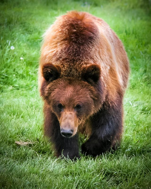 Bei Grizzlybären überstehen die Muskeln den Winterschlaf beinahe unbeschadet. Forscher*innen suchen nun nach den Mechanismen, um so auch bettlägerigen Menschen zu helfen.