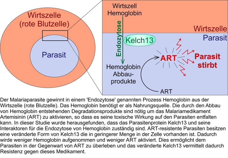 Der Malariaparasite gewinnt in einem 'Endozytose' genannten Prozess Hemoglobin aus der Wirtszelle (rote Blutzelle). Das Hemoglobin benötigt er als Nahrungsquelle...