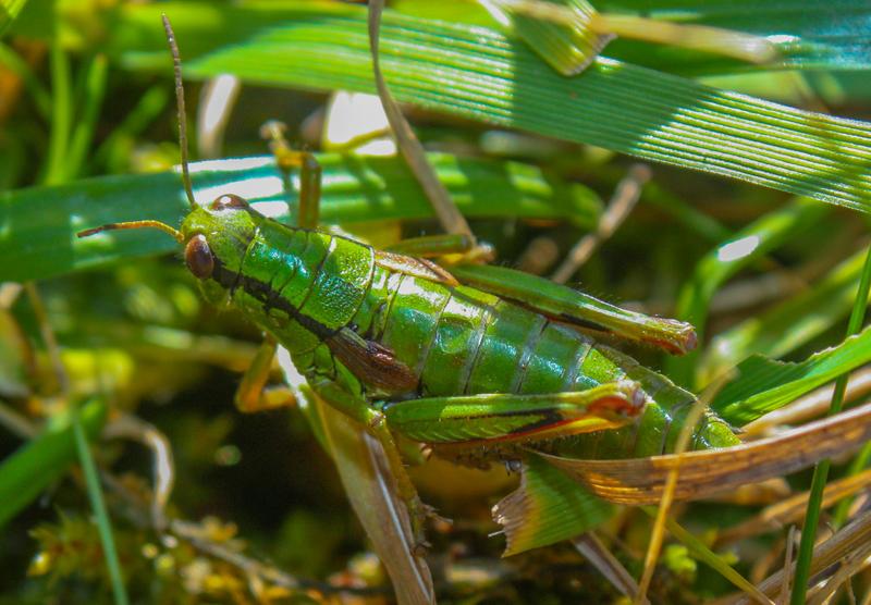 Der Schutz von Insekten darf nicht weiter aufgeschoben werden, fordern internationale Forscherinnen und Forscher, darunter auch Göttinger.