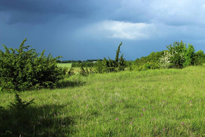 Einer der untersuchten Graslandflächen im Val-de-Sevre in Südwest-Frankreich. 