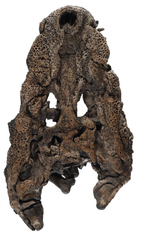 Gut erhaltener Schädel von Orientalosuchus naduongensis. 