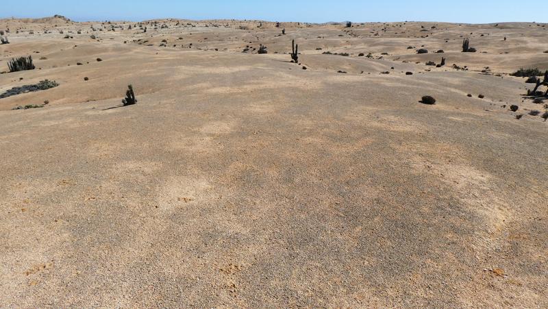 Die Landschaft mit den schwarzen Flecken: Sie entstehen durch die im trockenen Zustand gräulich gefärbten Organismen der Grit Crust.