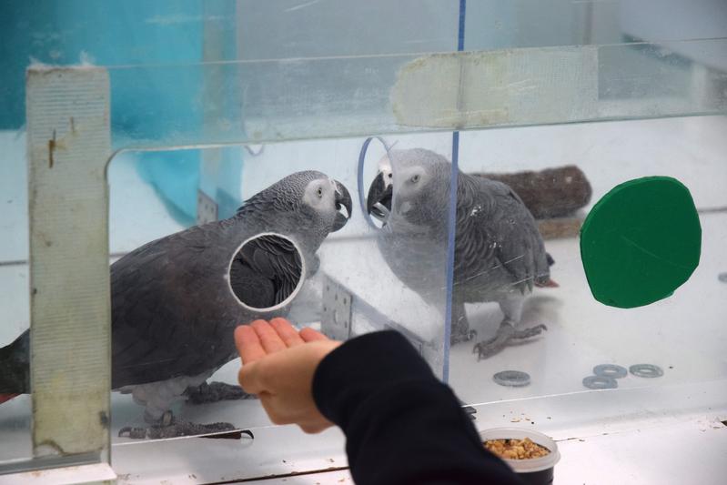 Nachbarschaftshilfe: Erhält ein Vogel keine Marke, reicht der Nachbar seine eigene oft weiter und verzichtet dadurch auf die eigene Belohnung. 