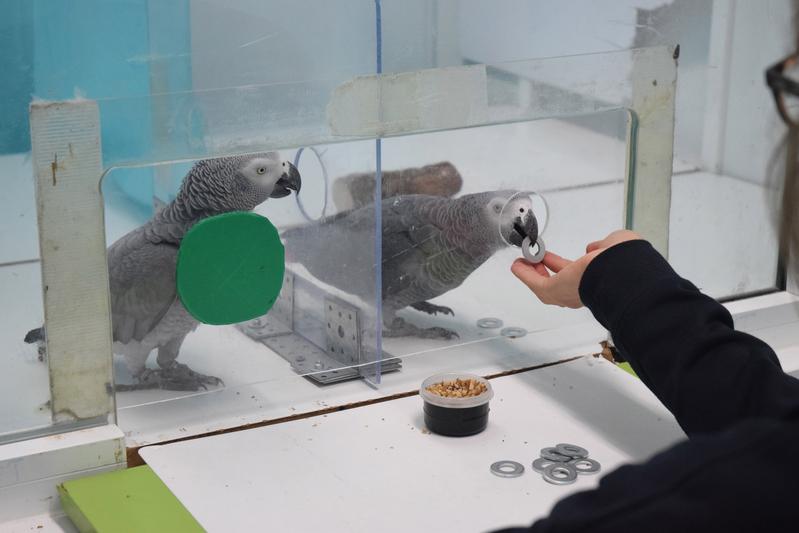  In the behavioral experiments, the parrots receive metal tags, which they can then exchange for food.