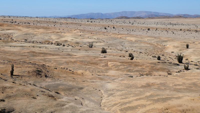 Die dunklen Flecken auf dem Boden der Atacama Wüste entstehen durch den Bewuchs von Flechten, Cyanobakterien und Mikropilzen der quartzhaltigen Grit Steinchen, welche zusammen die Grit Crust bilden