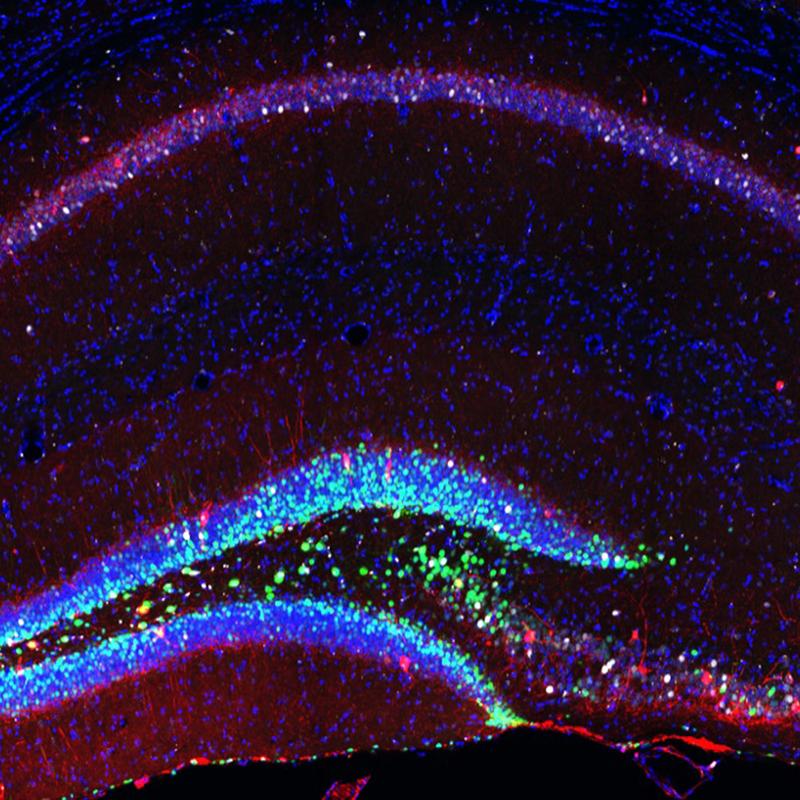 Neurale Stammzellen und künstlich erzeugte Neuronen (grün) im Hippocampus der Maus, die mit reifen Zellen (rot) in Kontakt treten. (Ausschnitt)