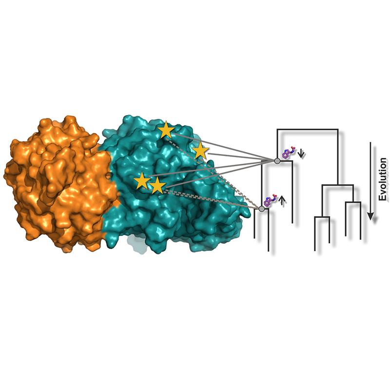 Schaubild zum Enzym Tryptophansynthase