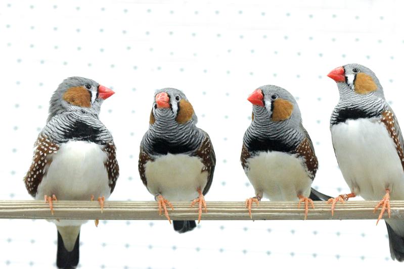Zebra finches take turns when exchanging short calls with one another. A coordinated communication is important as this species lives in large colonies. Here a group of male zebra finches.