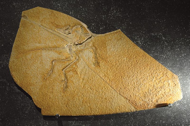 Das Eichstätter Archaeopteryx Exemplar wurde 1951 gefunden und ist seit der Eröffnung des Jura-Museums in Eichstätt im Jahre 1976 eines der Highlights der dortigen Ausstellung.