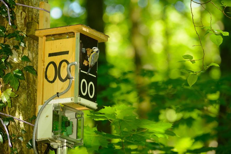 Blue tit arriving at a "smart nest box" with food for the chicks