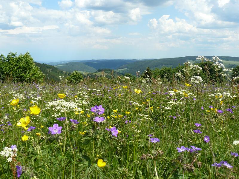 Extensiv bewirtschaftetes, artenreiches Grünland im Thüringer Wald, Deutschland 