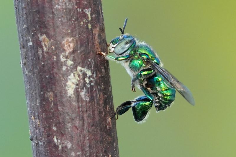 Prachtbienen kreieren ihr eigenes Parfüm.