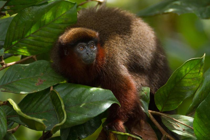 Red titi monkey (Plecturocebus cupreus) in the Amazon rainforest. 