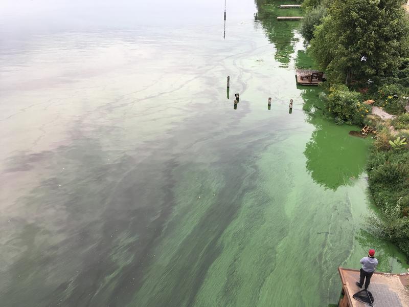 Massenentwicklung von Cyanobakterien, sogenannten Blaualgen, in einem See.